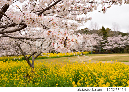 Sakura and rape flower Sakura and rape flower 125277414