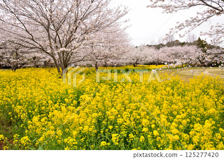 Sakura and rape flower 125277420