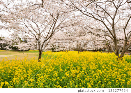 櫻花和油菜花 125277434