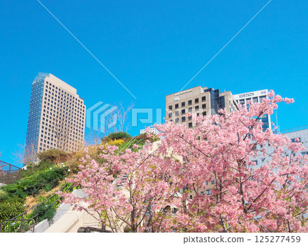 春天的麻布台和六本木地區 - 城市景觀（2025 年 3 月） 125277459