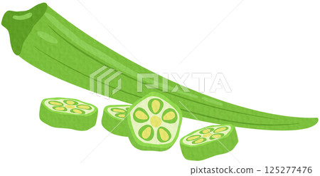 Whole green okra and slices isolated on white background. Abelmoschus esculentus, okro, ochro, bhindi or lady finger icon. Vector vegetables illustration Whole green okra and slices isolated on white background. Abelmoschus esculentus, okro, ochro, bhindi or lady finger icon. Vector vegetables illustration 125277476