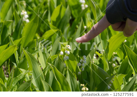 Small lily of the valley flower 125277591