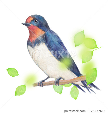 水彩插圖：初夏的燕子 125277616