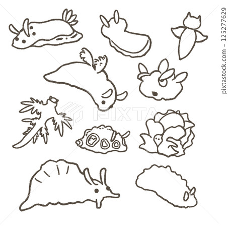 Set of various sea slugs line drawings Set of various sea slugs line drawings 125277629