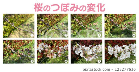 櫻花花蕾_從開花到盛開的過程照片_花蕾變化的八個階段_附標題和編號 125277636