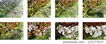 Cherry blossom buds_Photos of the progress from flowering to blooming_Eight stages of bud change_With numbers Cherry blossom buds_Photos of the progress from flowering to blooming_Eight stages of bud change_With numbers 125277637