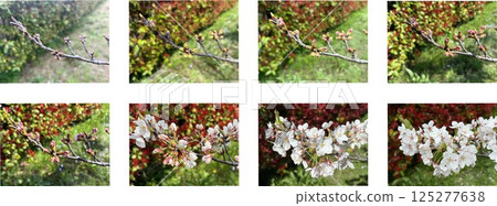 Cherry blossom buds - photos of the progress from flowering to blooming - 8 stages of bud change 125277638