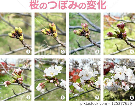 Cherry blossom buds_Photos of the progress from flowering to blooming_Eight stages of bud change_With numbers and titles Cherry blossom buds_Photos of the progress from flowering to blooming_Eight stages of bud change_With numbers and titles 125277639