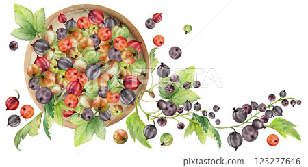 Currant gooseberry clusters leaves on ceramic dish, ripe picked garden scattered berry harvest, casseille jostaberry. Isolated illustration hand drawn in watercolor. Cookbook art, food craft packaging 125277646