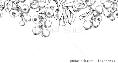 Cranberry lingonberry with green leaves on branch, vector hand drawn in ink, ripe forest berry bearberry teaberry wintergreen cluster group. Isolated seamless banner border for menu, farmers market Cranberry lingonberry with green leaves on branch, vector hand drawn in ink, ripe forest berry bearberry teaberry wintergreen cluster group. Isolated seamless banner border for menu, farmers market 125277654