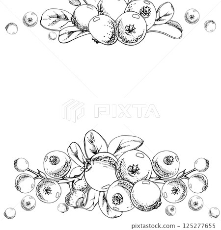 Cranberry lingonberry on branch with green leaves, ripe forest berry wintergreen bearberry teaberry cluster group, vector hand drawn in ink. Isolated square garland frame. Farmers market, cafe menu 125277655