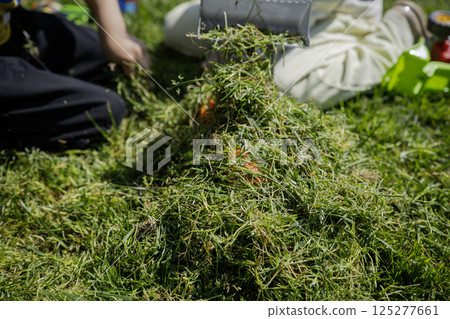 A child plays with toy cars on the lawn in the sunny day 125277661