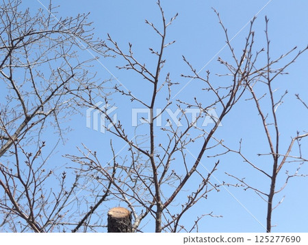 小島花園的櫻花樹排上的櫻花花蕾依然堅挺。 125277690