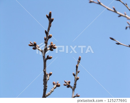 小島花園的櫻花樹排上的櫻花花蕾依然堅挺。 125277691