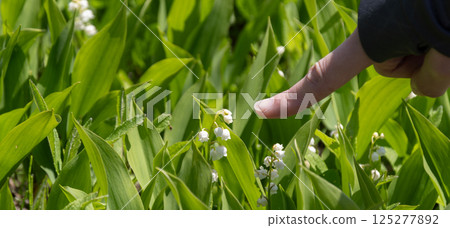 小鈴蘭花 小鈴蘭花 125277892