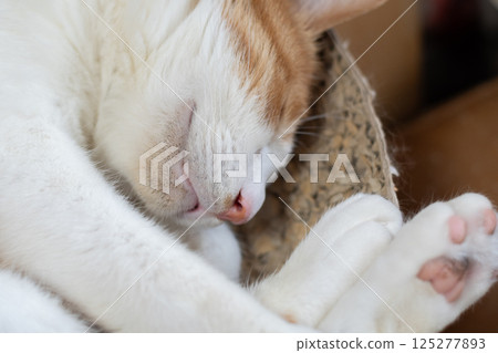 Sleeping cat brown tiger white 125277893