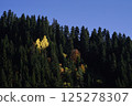 Autumn colored trees among pine trees. 125278307