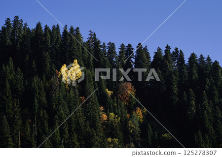 Autumn colored trees among pine trees. Autumn colored trees among pine trees. 125278307