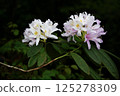 Image of a rhododendron, a type of wild flower. 125278309