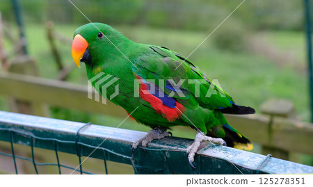 Close-up of a vibrant male eclectus parrot perched on a fence with a blurred green background 125278351