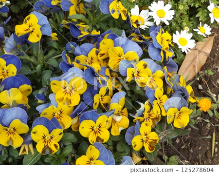 Yellow and sky blue viola flowers Yellow and sky blue viola flowers 125278604