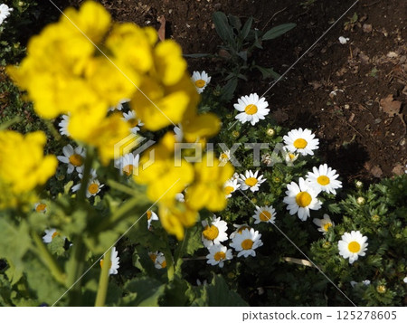 Kojima Flower Association Spring flowers in the flower garden Cute white flowers in North Pole Kojima Flower Association Spring flowers in the flower garden Cute white flowers in North Pole 125278605