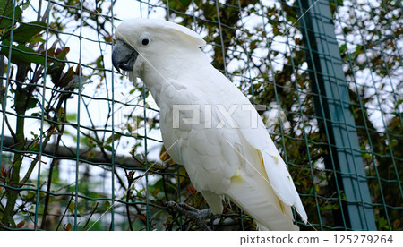 Close-up of a beautiful white cockatoo perched on a wire fence in an outdoor enclosure.  125279264