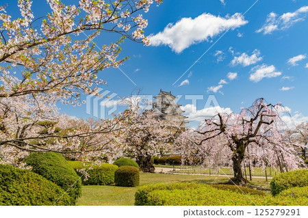 Cherry blossoms in full bloom and Himeji Castle against the blue sky Cherry blossoms in full bloom and Himeji Castle against the blue sky 125279291
