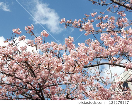 The Kawazu cherry blossoms in front of the station are in full bloom. The Kawazu cherry blossoms in front of the station are in full bloom. 125279327
