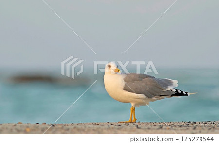 Yellow-legged Gull (Larus michahellis), Crete, Greece Yellow-legged Gull (Larus michahellis), Crete, Greece 125279544