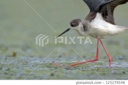 Black-winged Stilt (Himantopus himantopus), Greece 125279546