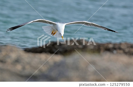 Yellow-legged Gull - Larus michahellis, Greece  125279550