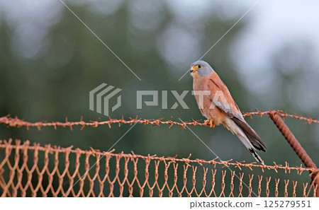 Lesser kestrel - Falco naumanni, Crete Lesser kestrel - Falco naumanni, Crete 125279551