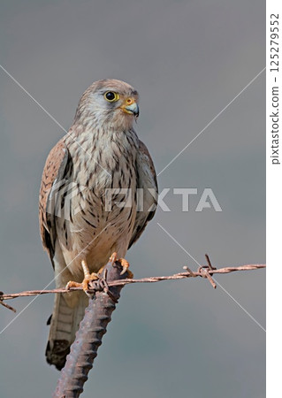 Lesser kestrel - Falco naumanni, Crete 125279552