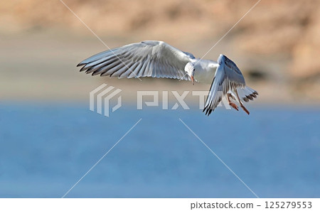 Slender-billed Gull (Chroicocephalus genei), Crete 125279553