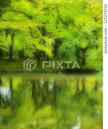 中木森林 125279720