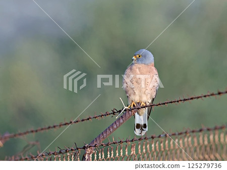 Lesser kestrel - Falco naumanni, Crete Lesser kestrel - Falco naumanni, Crete 125279736
