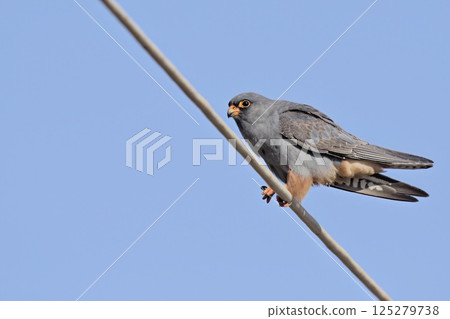 Red-footed Falcon (Falco vespertinus), Greece 125279738
