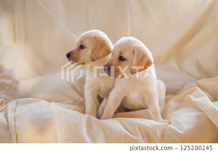 Two cute puppies on a soft cozy cream blanket. Cute little dogs of the golden retriever breed on a beige 125280245