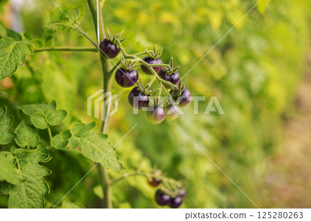 Different types of tomatoes. Harvest of tomato varieties 125280263