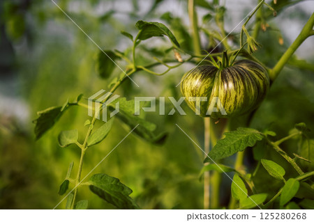 Different types of tomatoes. Harvest of tomato varieties Different types of tomatoes. Harvest of tomato varieties 125280268