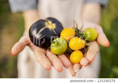 Different types of tomatoes in female hands. Hands of woman with neat manicure hold ripe black, yellow and red vegetables. Harvest of tomato varieties. 125280278
