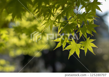 Japanese maple, palmate maple, smooth Japanese maple or acer palmatum bright green leaves in the back lit. 125280707