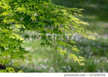 Japanese maple, palmate maple, smooth Japanese maple or acer palmatum branches with green spring leaves. Japanese maple, palmate maple, smooth Japanese maple or acer palmatum branches with green spring leaves. 125280708