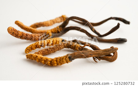 Cordyceps sinensis or Ophiocordyceps sinensis isolated on white background, mushroom herb treatment medicine. 125280732
