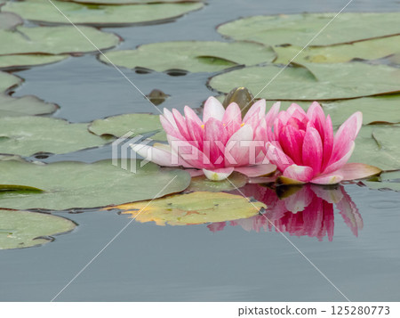 Pink Nymphaea flowers in the garden pond. Water lily aquatic plant. Two water lilies and leaves. Pink Nymphaea flowers in the garden pond. Water lily aquatic plant. Two water lilies and leaves. 125280773