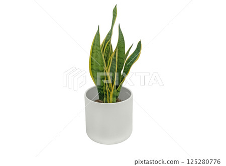 Dracaena trifasciata, Sansevieria trifasciata houseplant in the flowerpot isolated on white background Dracaena trifasciata, Sansevieria trifasciata houseplant in the flowerpot isolated on white background 125280776