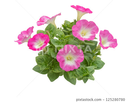 Petunia plant isolated on white background. Pink flowers with white central part. 125280780