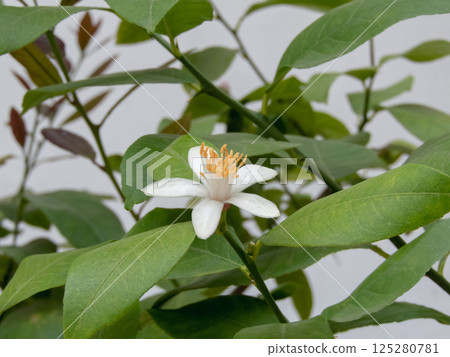 Lemon tree white flower and leaves. Citrus flowering plant. Lemon tree white flower and leaves. Citrus flowering plant. 125280781