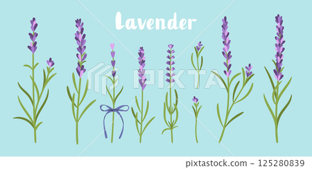 Lavender flowers set isolated on white background vector illustration Lavender flowers set isolated on white background vector illustration 125280839